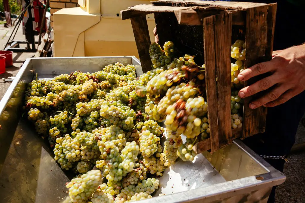 Moscato Bianco Grapes being put for fermentation