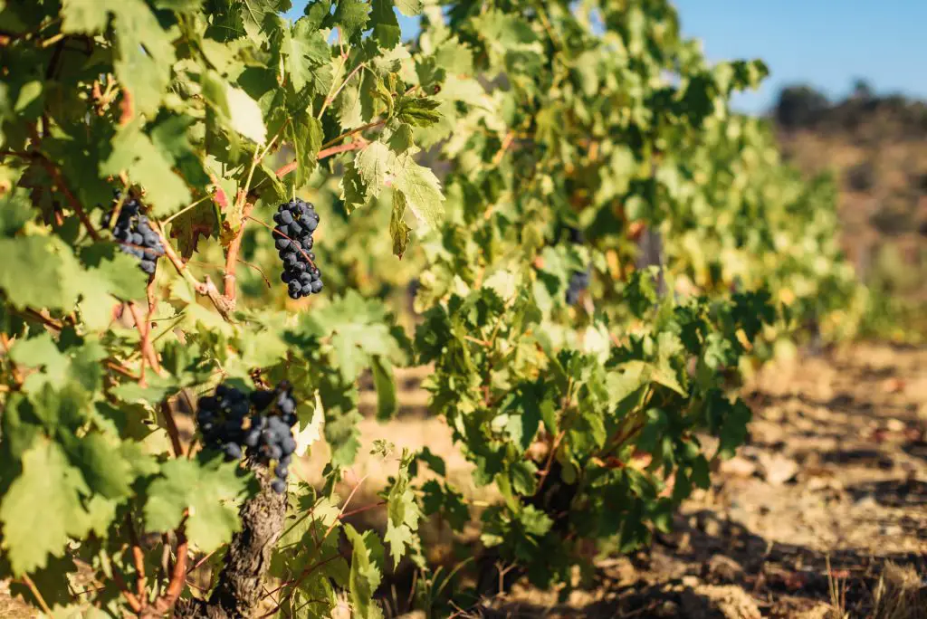 A Complete Guide to Portugal’s Bairrada Wine DOC Region