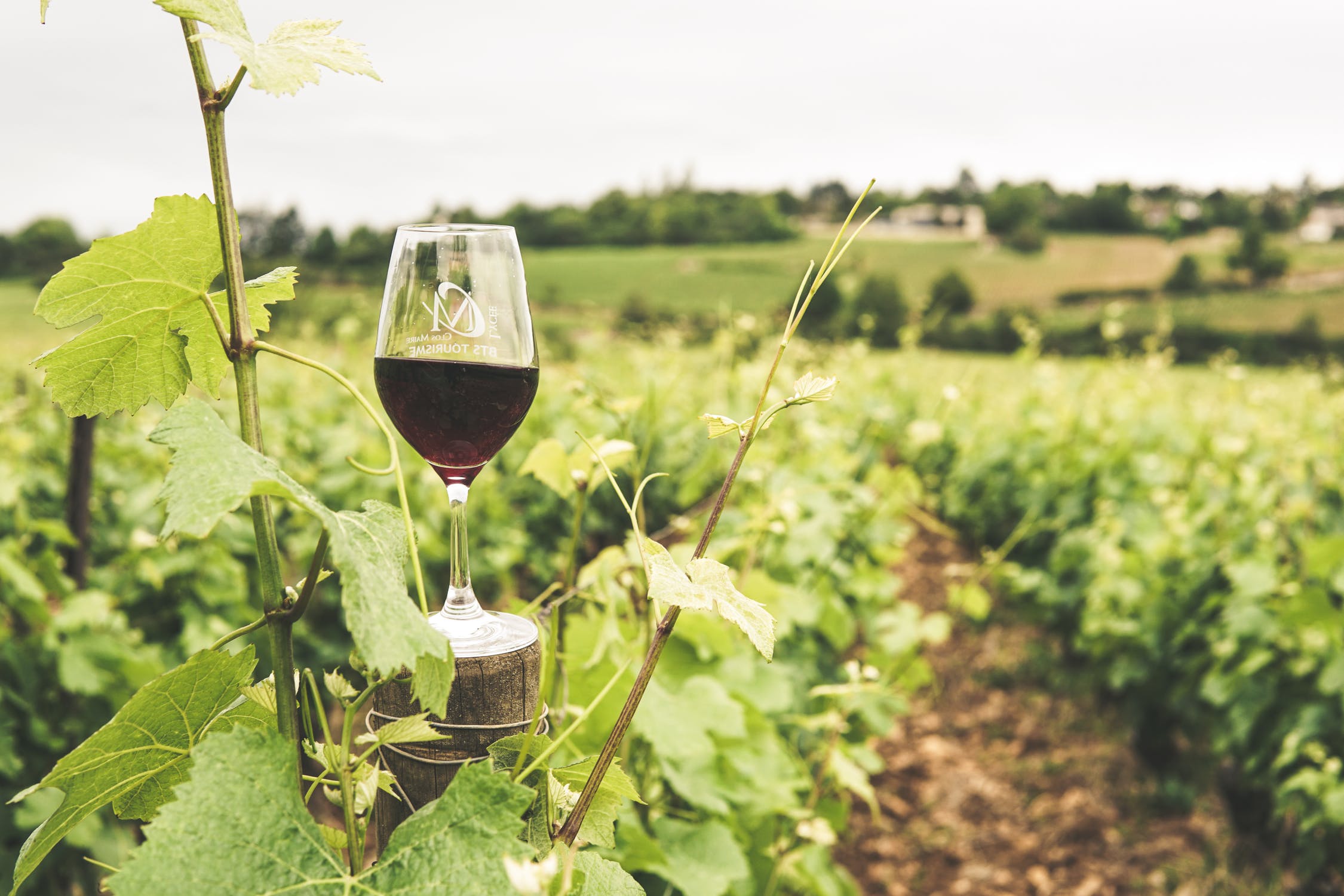 glass of chinon red in vineyard