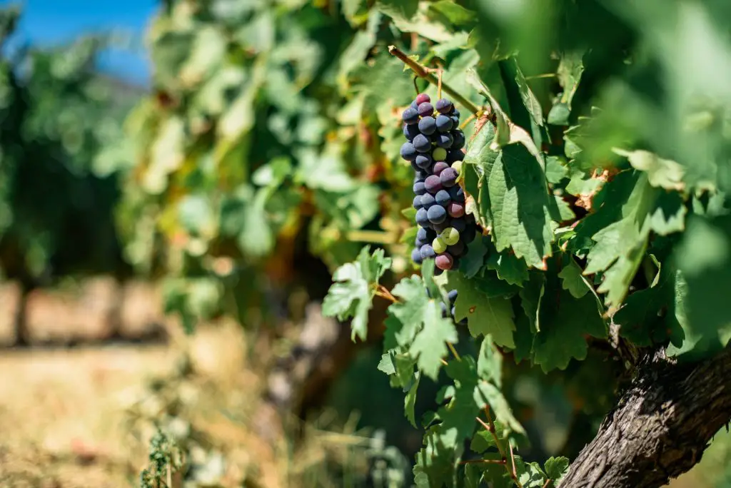 red wine grape alentejo