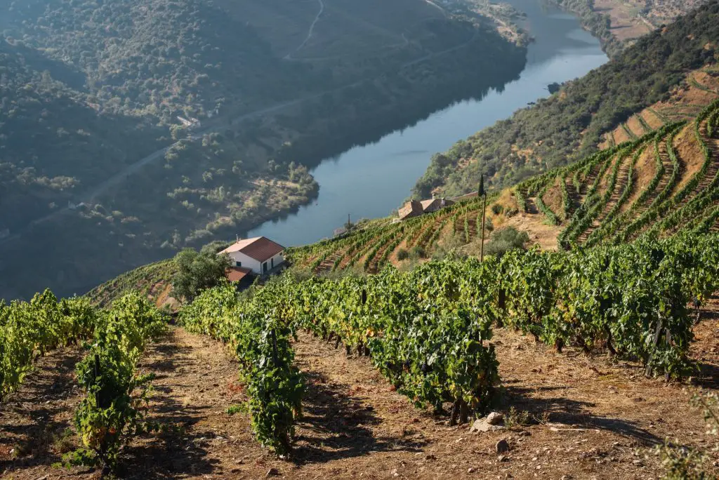 vineyard portugal