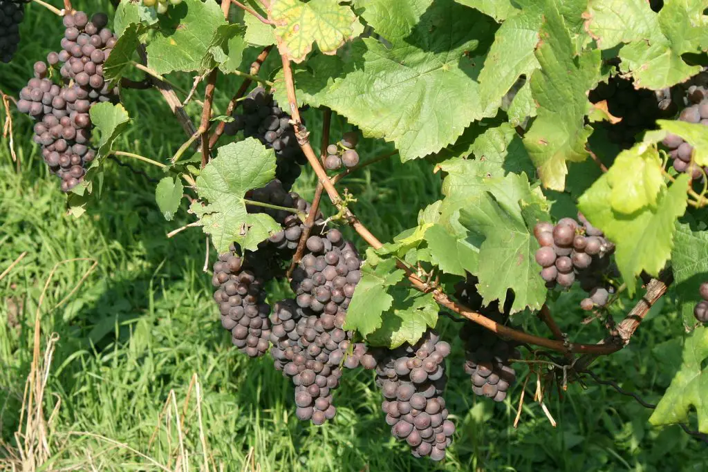 Grauburgunder: the German Pinot Gris