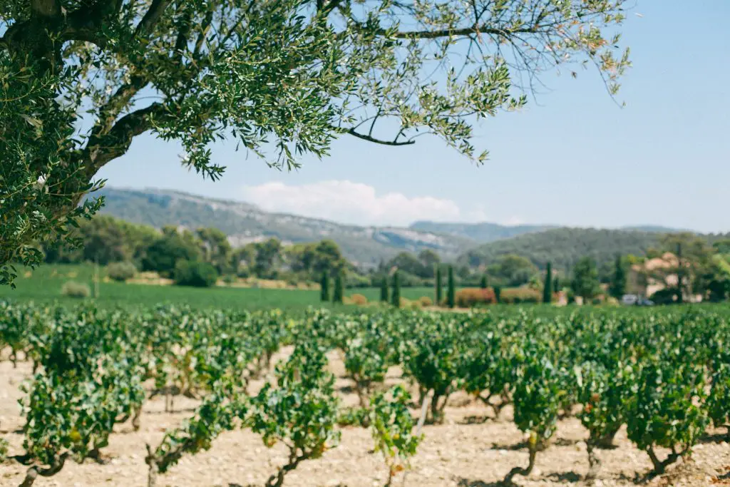 primitivo puglia vineyard