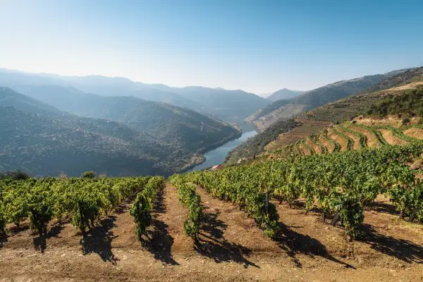 red wine vineyard in portugal