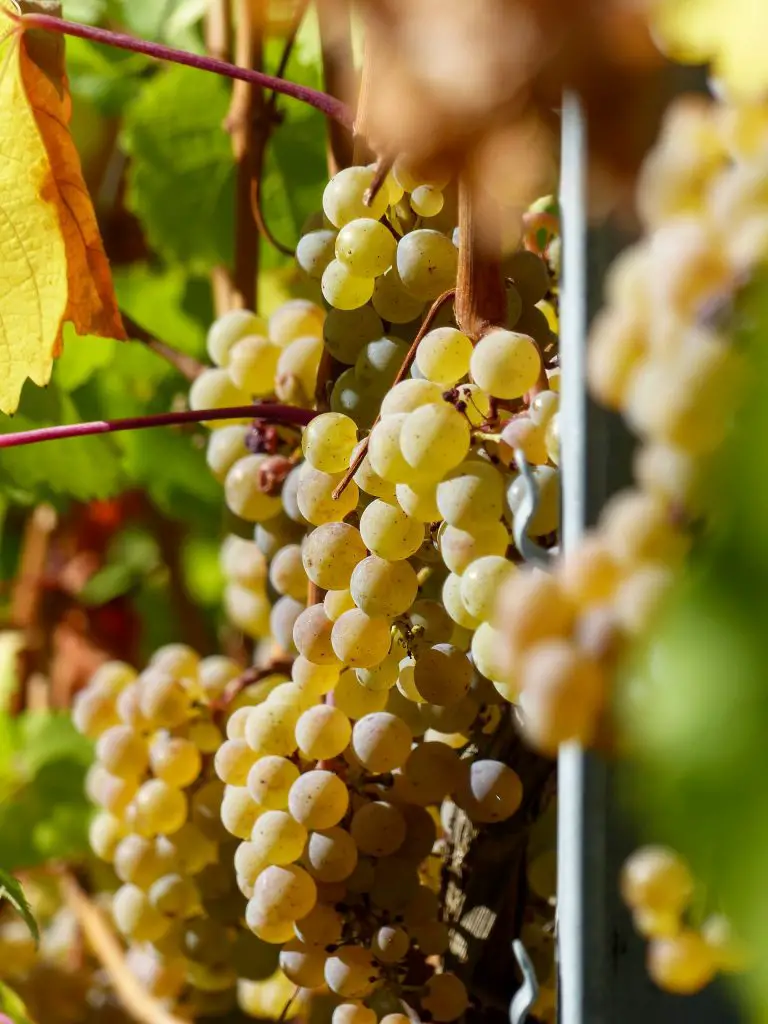 hanging riesling wine grape