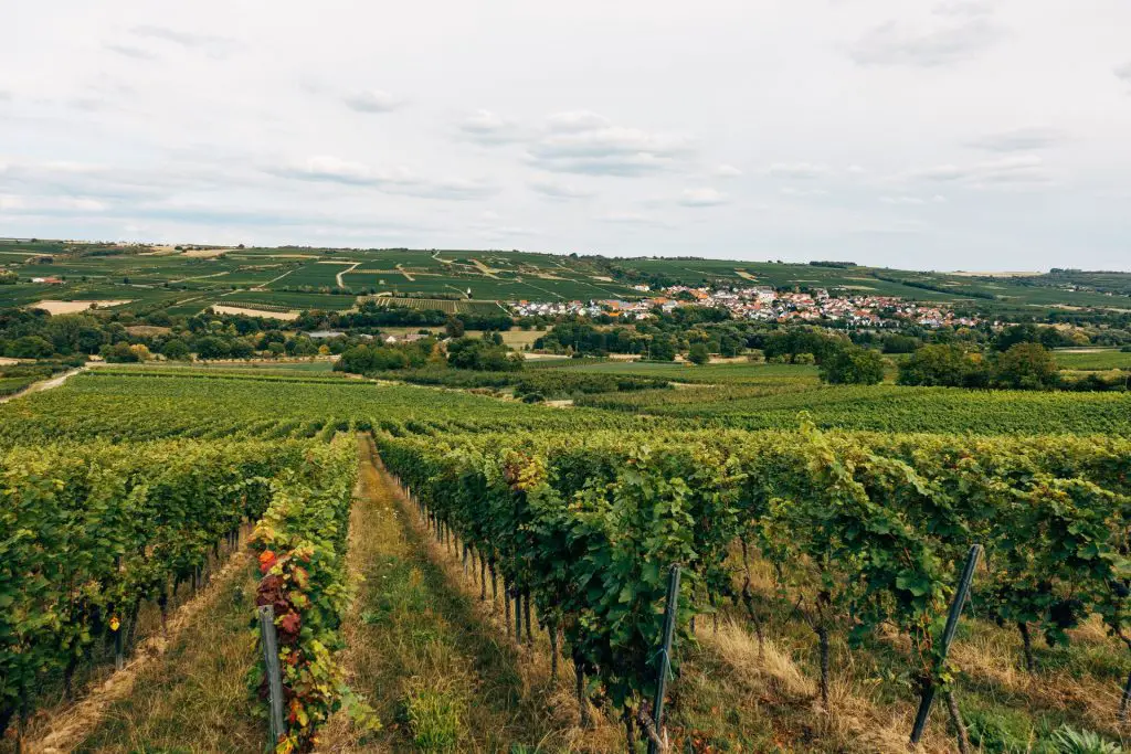 vineyard of riesling grapes