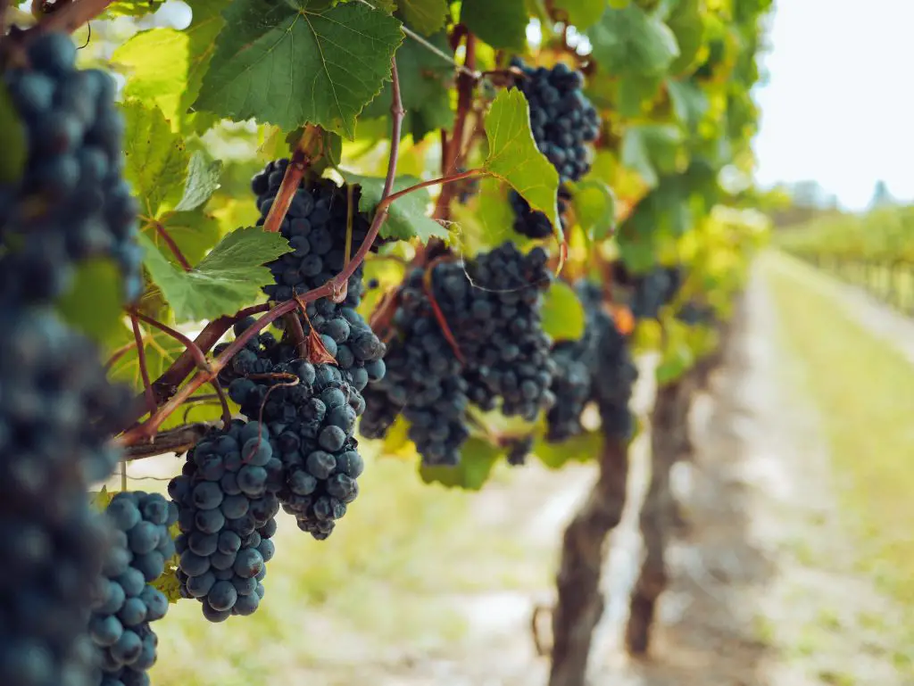sweet wines vineyard grapes