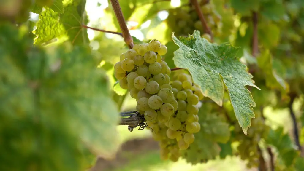 Riesling wine: what it is and how to serve it