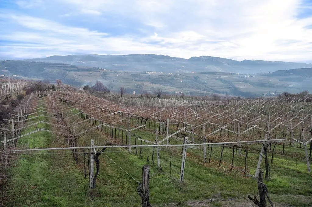 Valpolicella vineyard