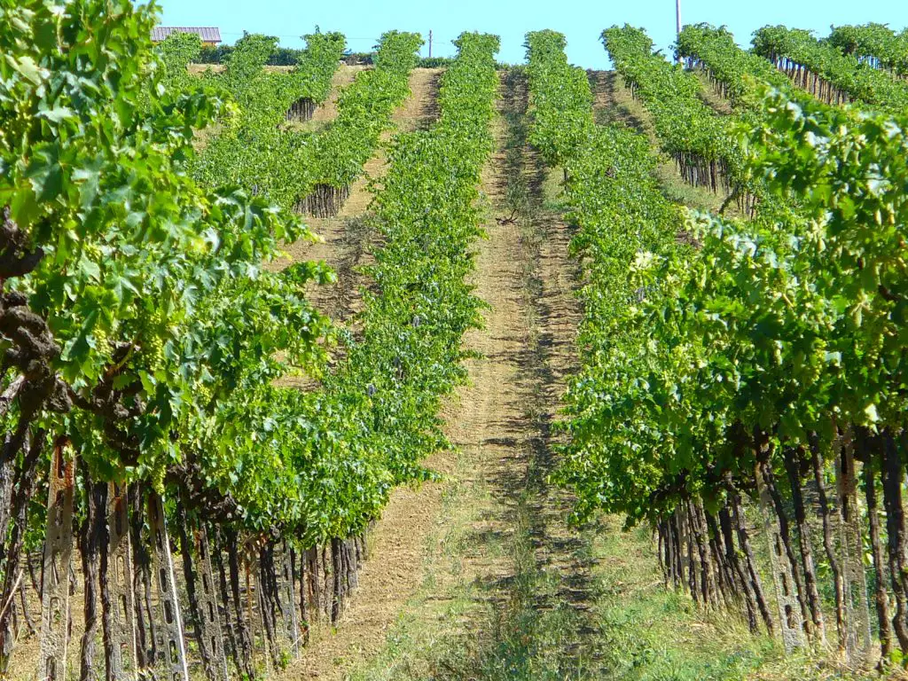 abruzzo montepulciano wine grapes