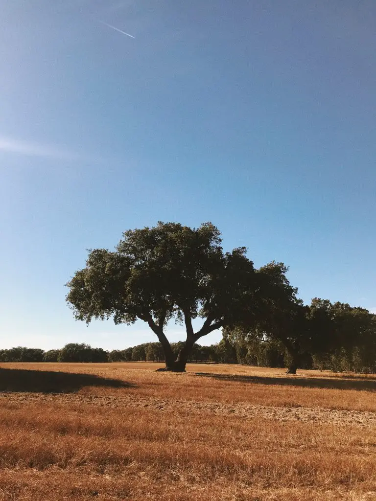 Tree in the alentejo, portugal