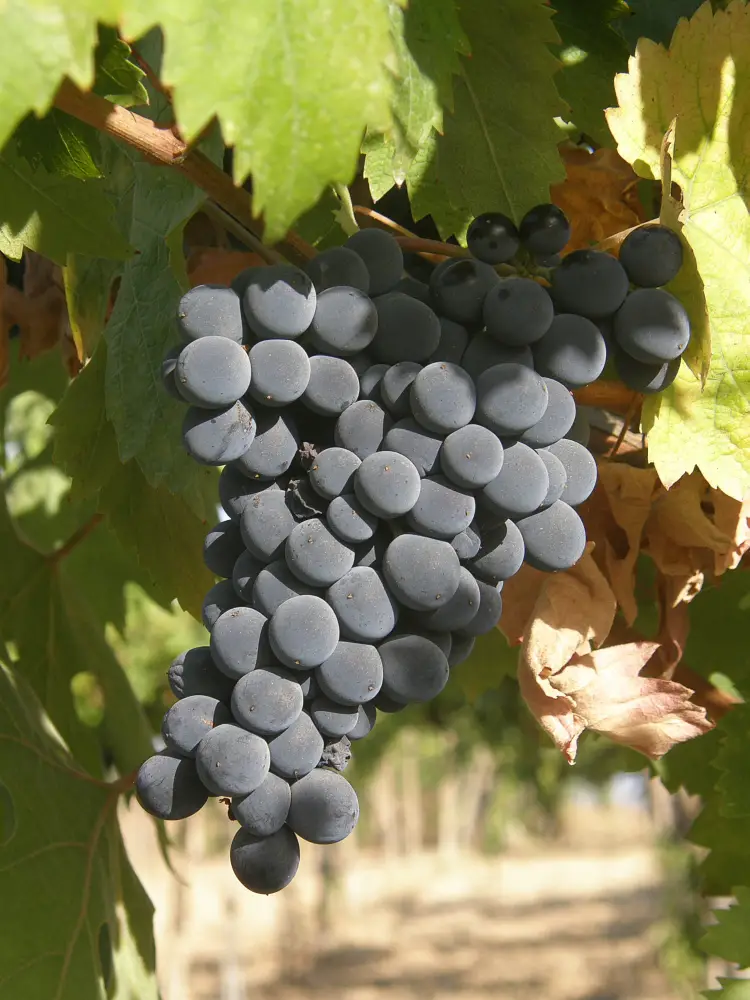 Learn About The Montepulciano Wine Grape