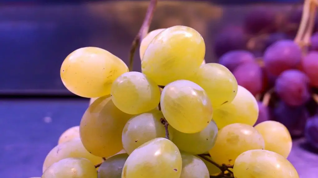 moscato grapes