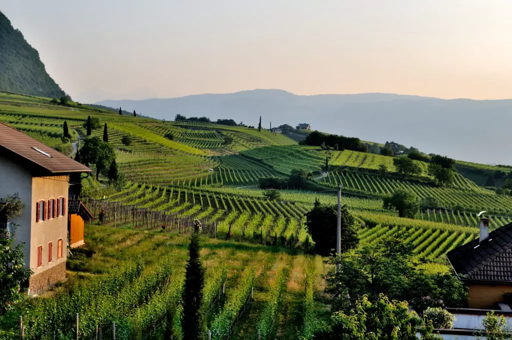 siegerrebe vineyard germany