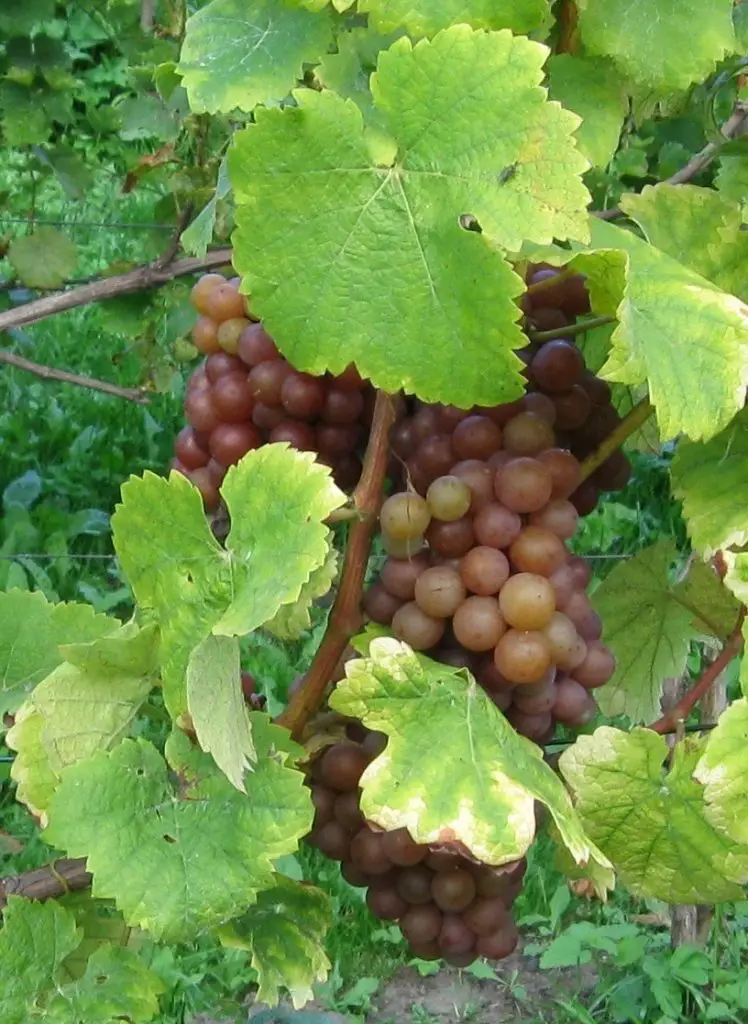 Siegerrebe: The Madeleine Cousin of Gewürztraminer