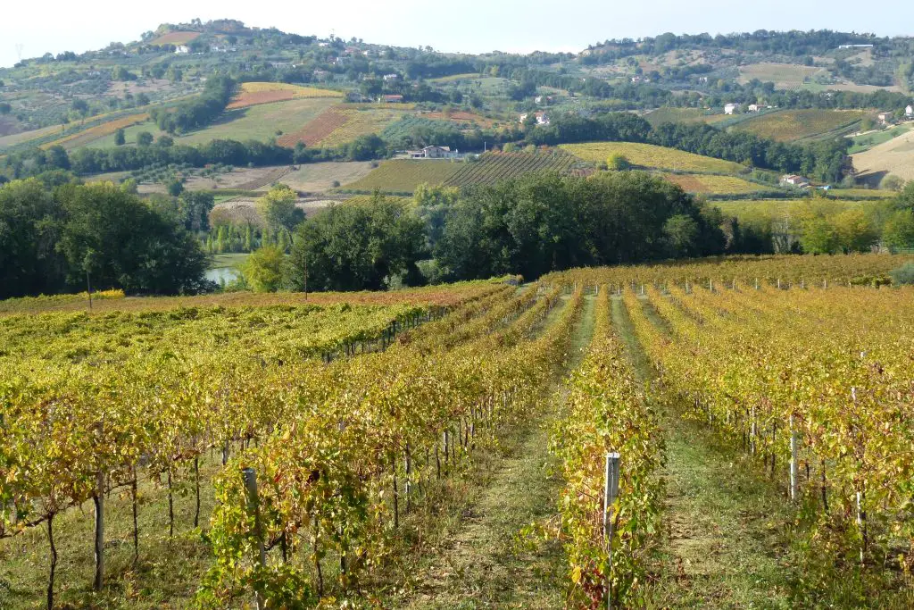 val di foro montepulciano grapes