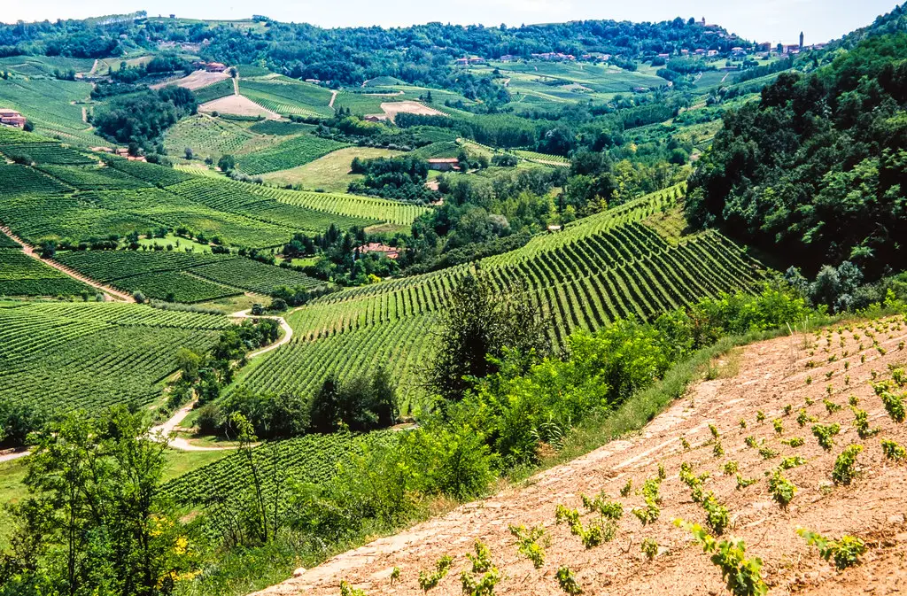 vineyards of piedmont