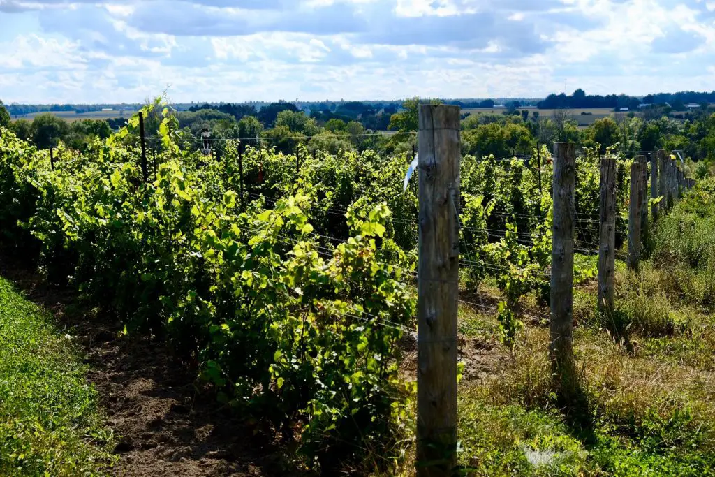 Muscat Ottonel vineyard