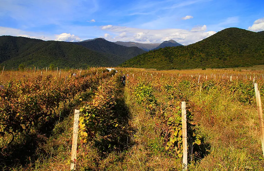 Vineyard in Georgia producing orange wines