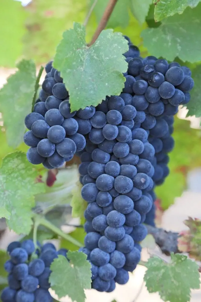 malbec grapes on vine