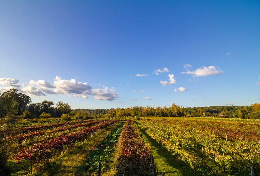 vinho verde vineyard