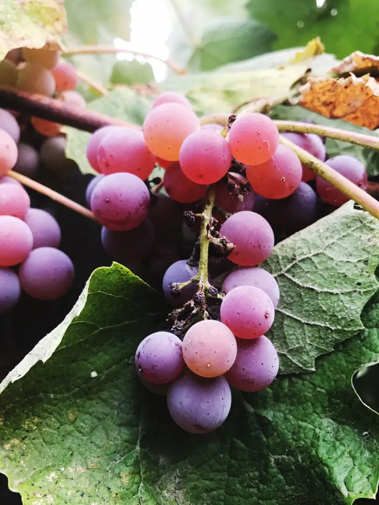 Purple red moscato rosa grapes on vine leaves
