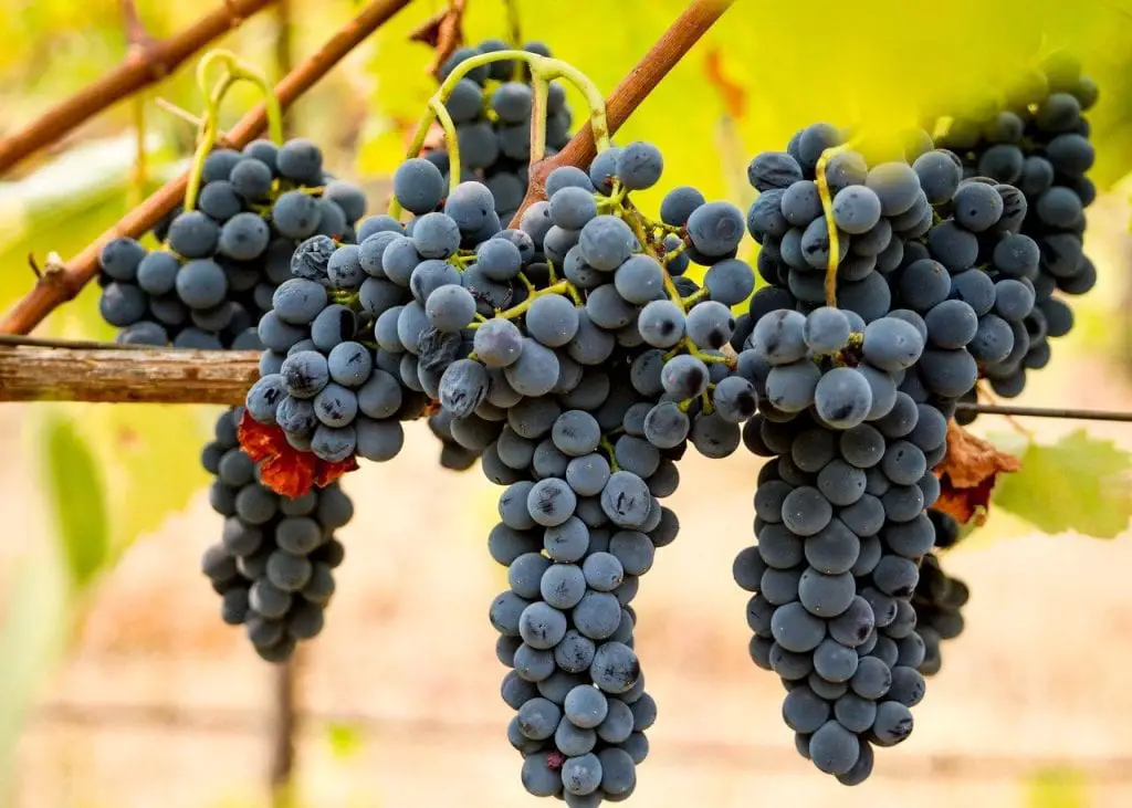 Shiraz grapes on vine