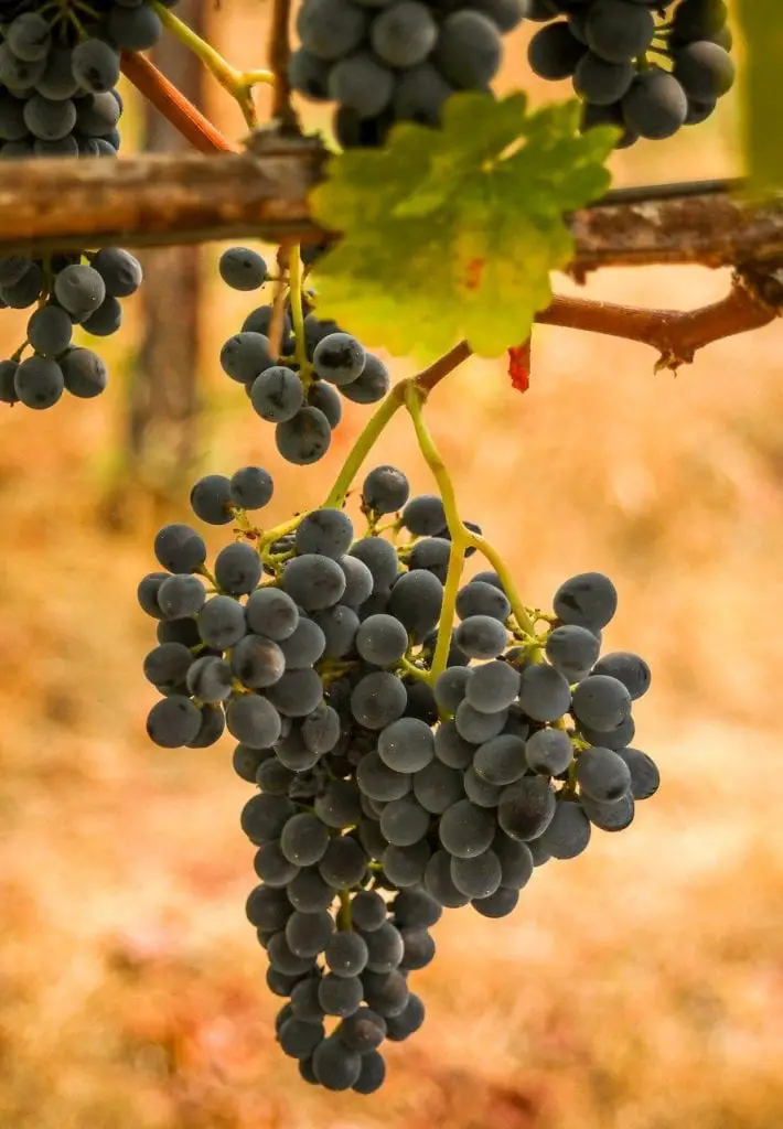 shiraz grape on vine