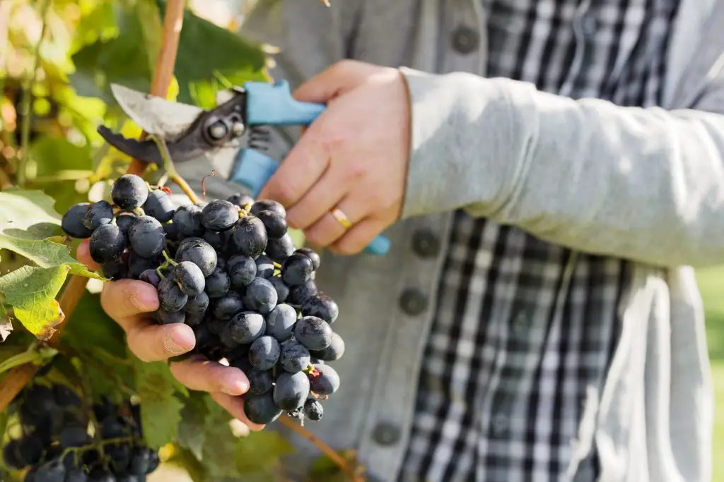 Man hand picking zinfandel grapes for white zin