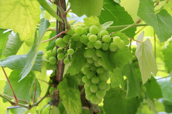 grapes of albarino growing