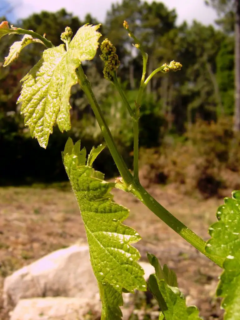 First leaves of the Albariño grape vine