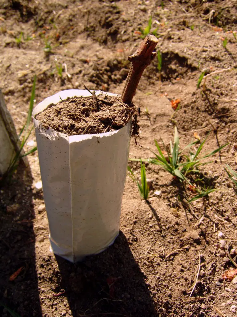 A planting of Albariño