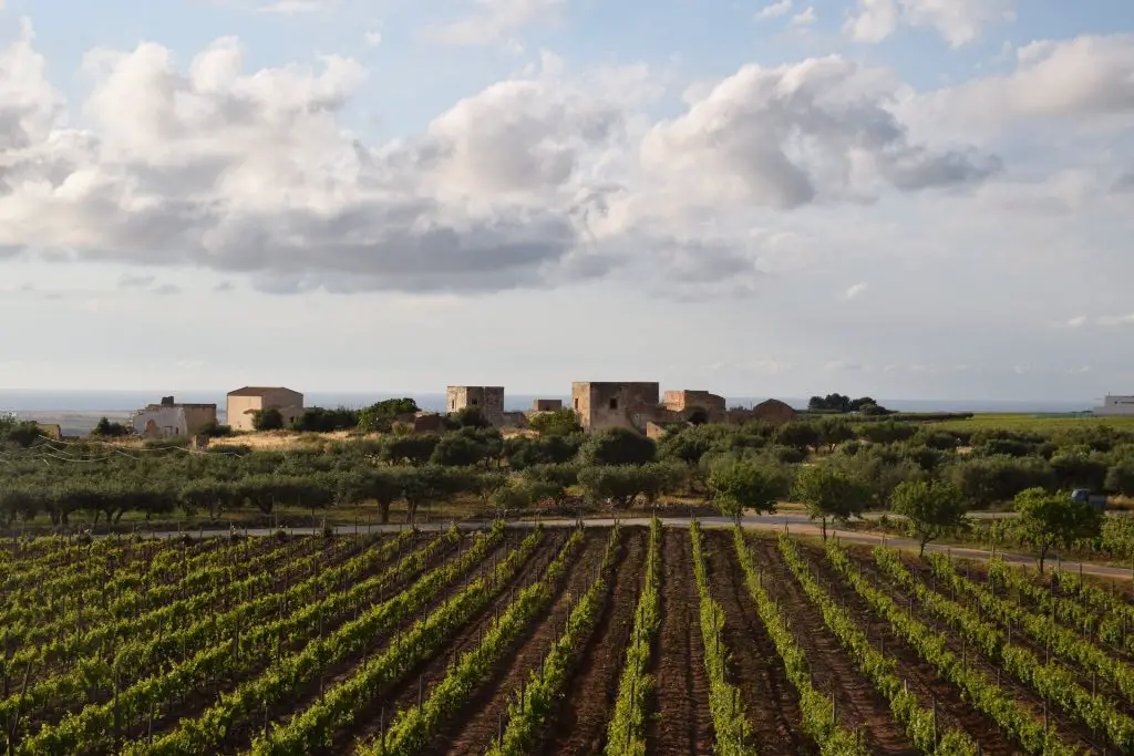 vineyard in marsala, sicily