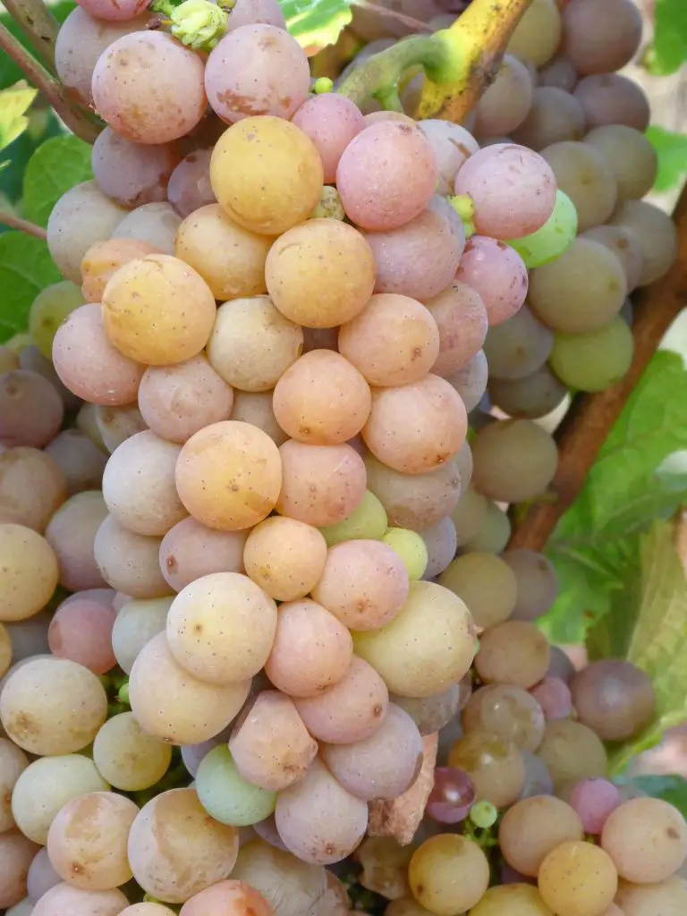 Pinot Grigio Grapes