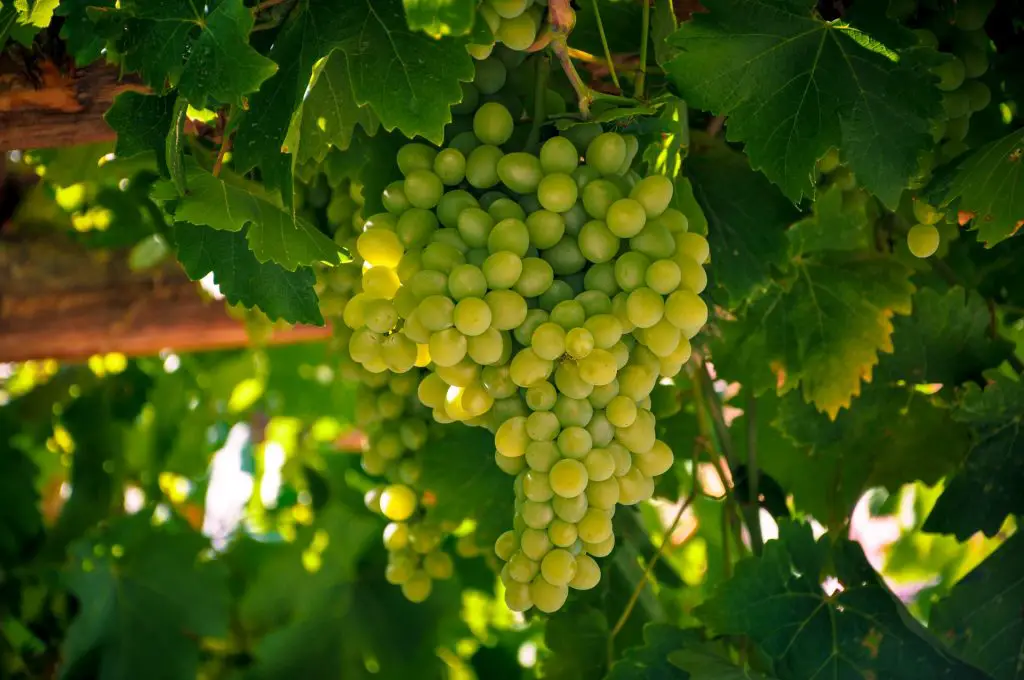 Vine of chardonnay grapes