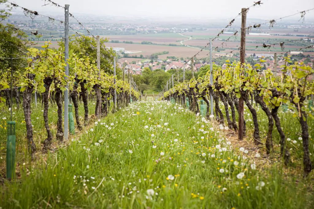 chardonnay vineyard in alsace